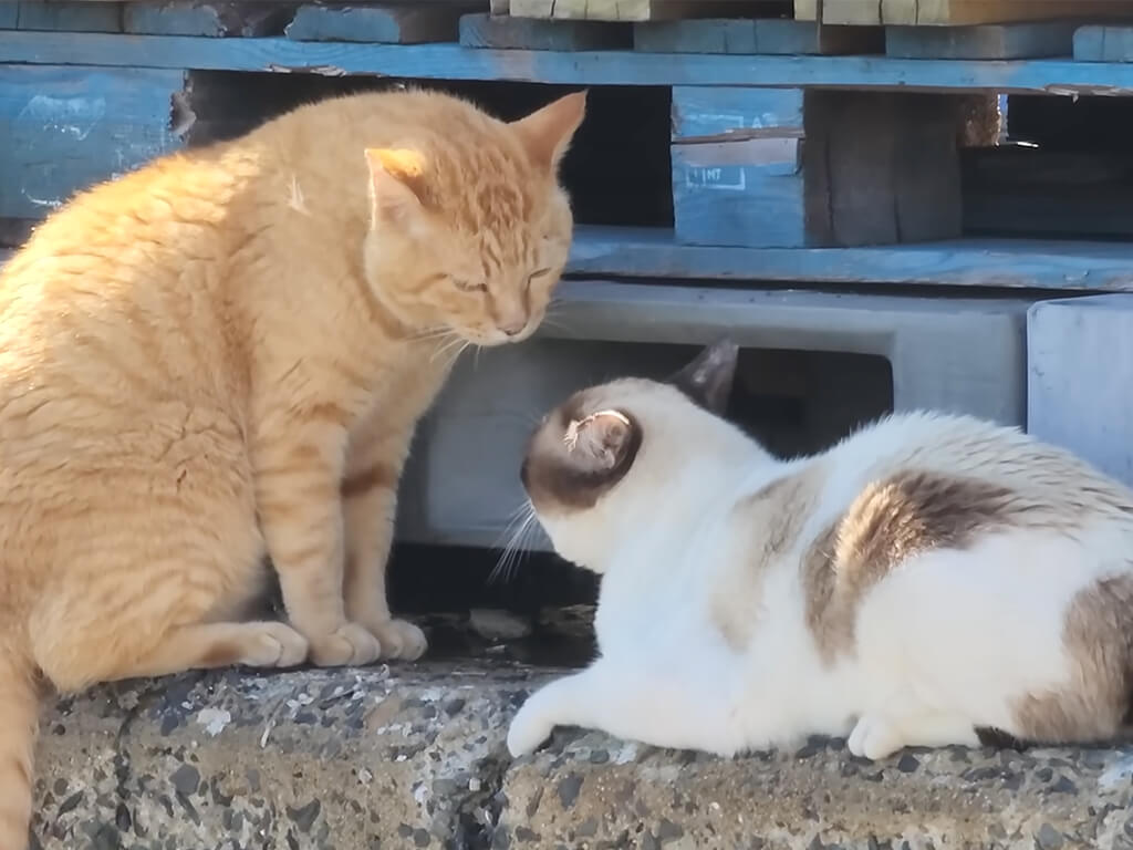 にらみ合っていた猫さんたち、取っ組み合いの末にまさかの展開に