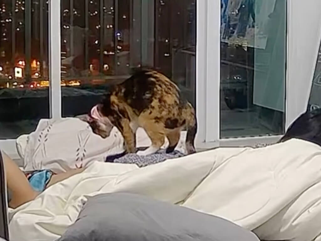 くつろぐ飼い主さんの背中側に、猫さんがそっとやってきてマッサージ！