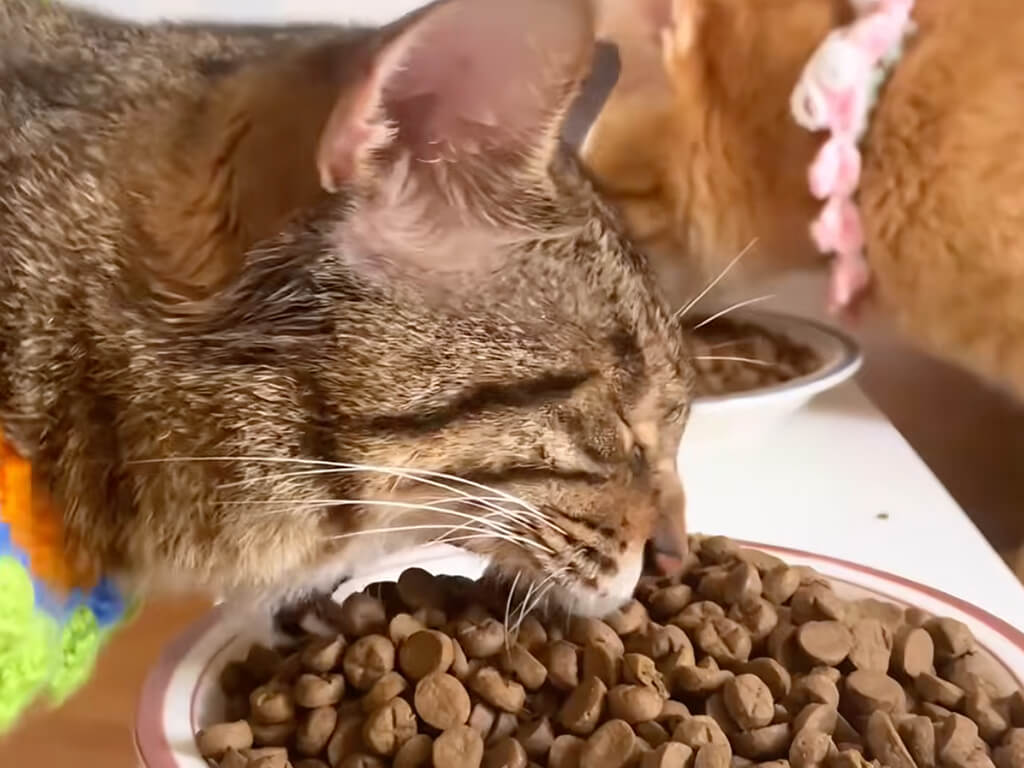 「ガーッ!」と勢いよくごはんを食べる猫さん、豪快な食べっぷりにびっくり!