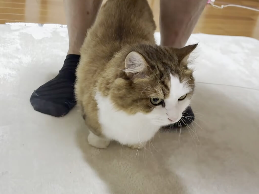 お父さんの足元をどこまでもついていく猫さん、忠猫っぷりが可愛い