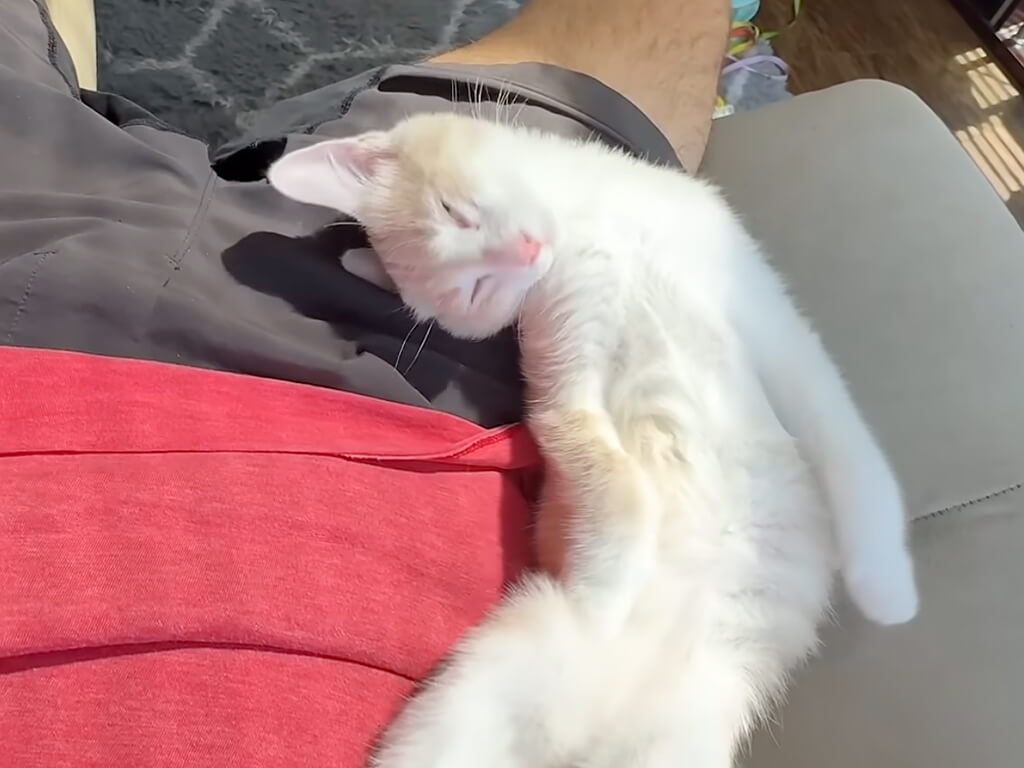 動けない! 飼い主にぴったりくっついて眠る猫さんたち、幸せすぎる困った悩み