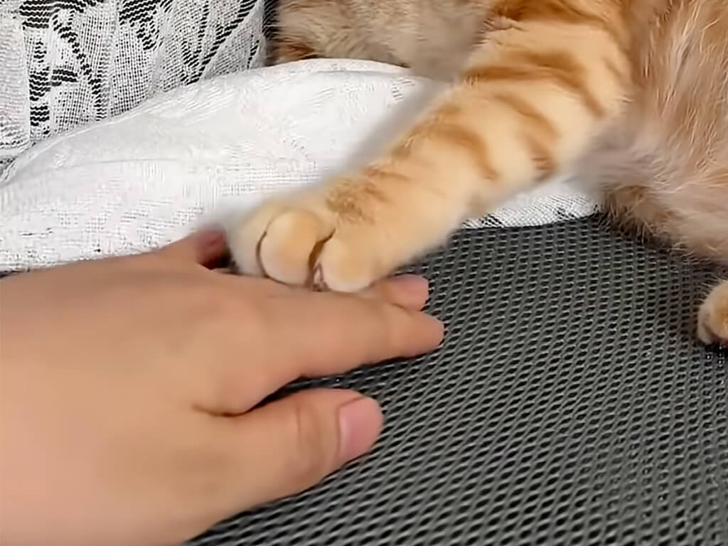 「素手はダメニャ」触られたくなくて前足を引っ込める猫、ティッシュを挟んだ途端に反応が一変
