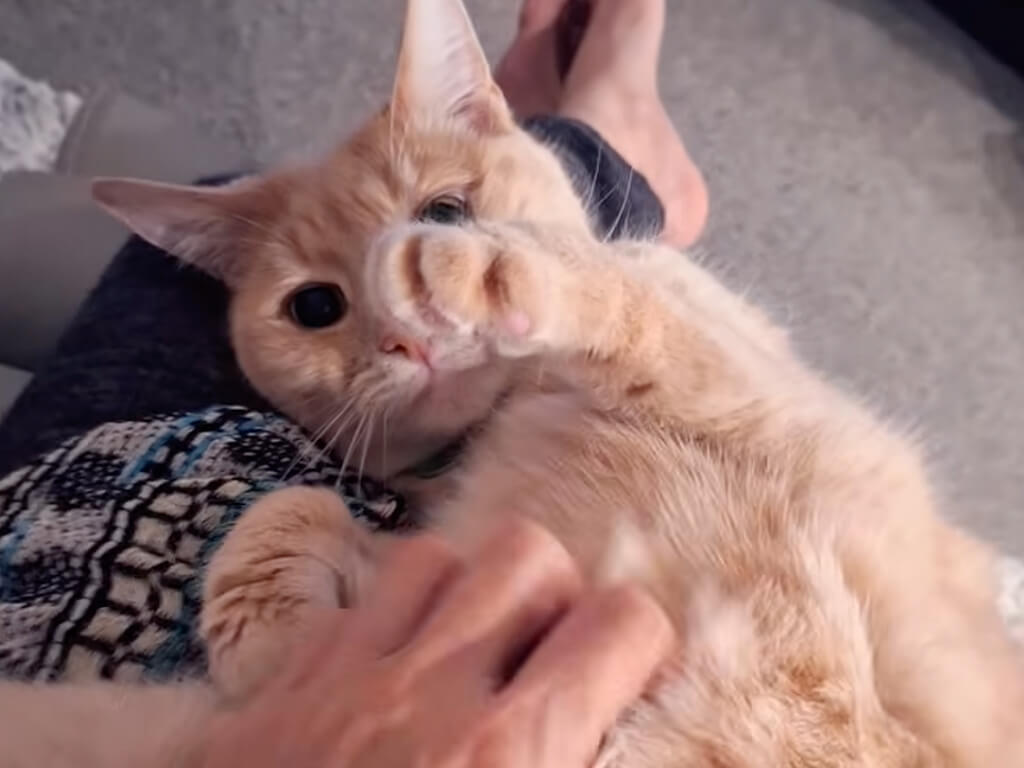 「お腹ワシャワシャ気持ちいいニャ！」飼い主さんの膝で甘えん坊全開な猫