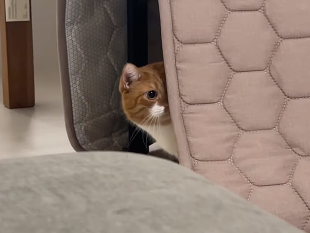 狙った獲物は逃さない? 布団の陰から飛び出して追いかけっこを始める猫たち