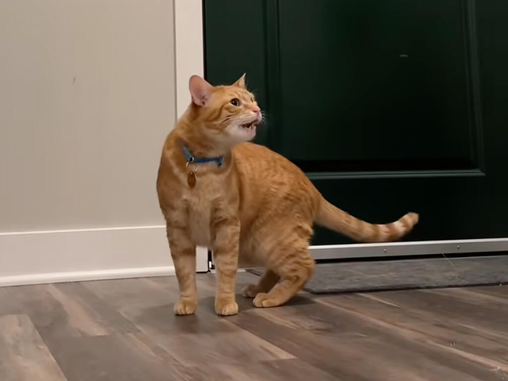 飼い主さんが出かけた途端に寂しさ爆発！ ドアの前で待ち続ける猫さん