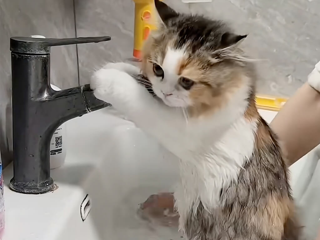 「きれいにしてもらうニャ」お顔までおとなしく洗わせてくれる子猫がお利口すぎる