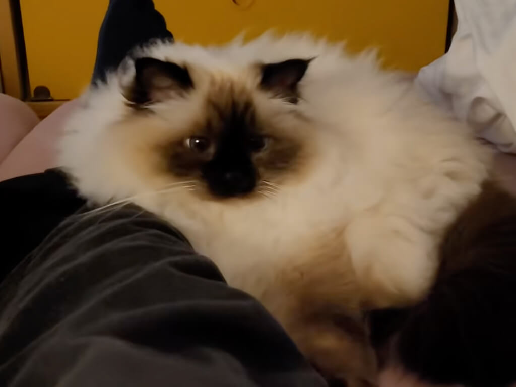 「お前はソファだ、抵抗するな」飼い主さんの足を特等席にする猫、撫でられてうっとり