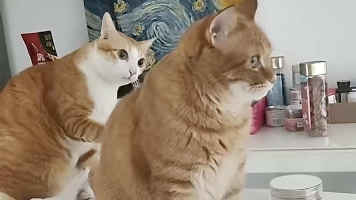 動かないお友達の猫にそっとタッチ… 心配しているのかと思ったら、予想外の行動に