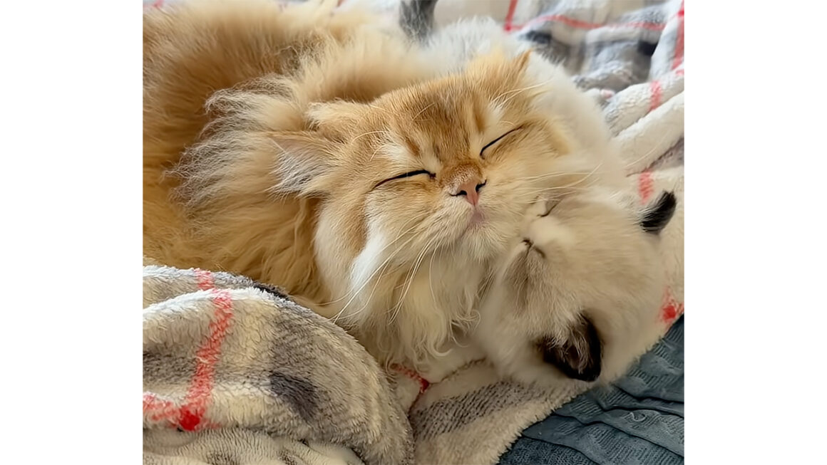 「本当は逆じゃない?」大きな先輩猫を毛づくろいする小さな子猫