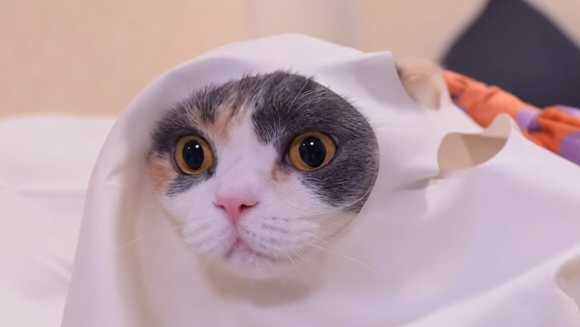 お化けに怪獣！ ハロウィン衣装に挑戦する三毛猫さんが可愛すぎる