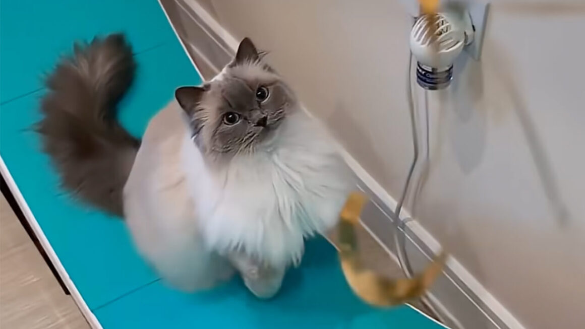 キラキラを追いかけてトコトコ！ キャットホイールに夢中な猫さん