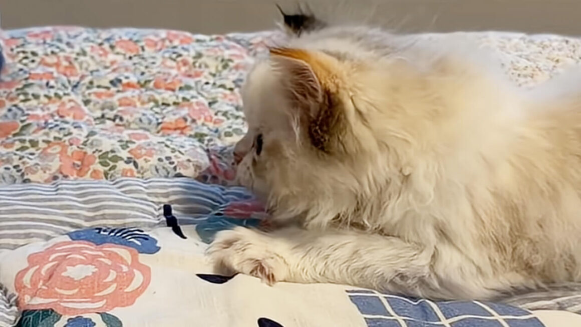 そこにも猫、こっちにも猫！ ベッドカバーの「ネコ模様」を追いかける子猫さん