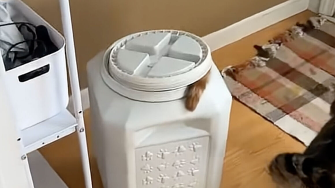 姿が見えないと思ったらまさかの場所で発見！ 食いしん坊すぎる猫さん