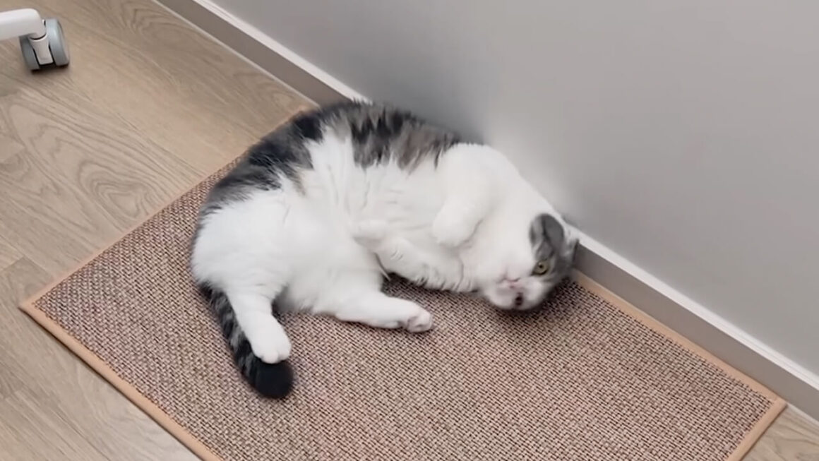 新しいマットを置いたら取り合いに！お気に入りの場所を譲らない猫さんたち