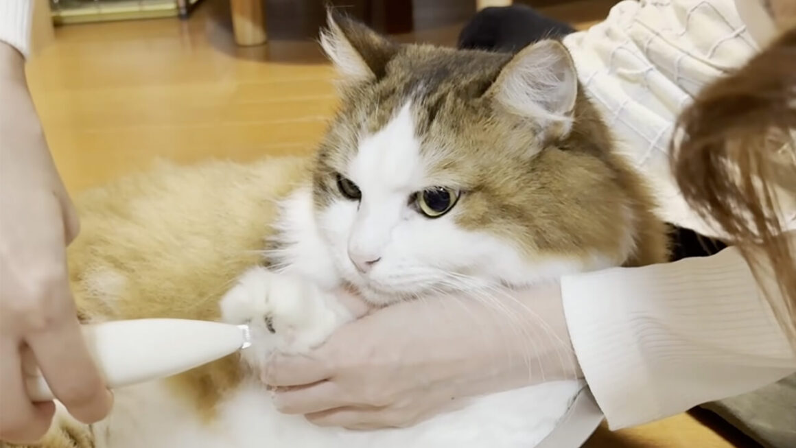 爪切りがイヤで「ニャウニャウ！」一生懸命威嚇する猫さん、でも迫力はゼロ