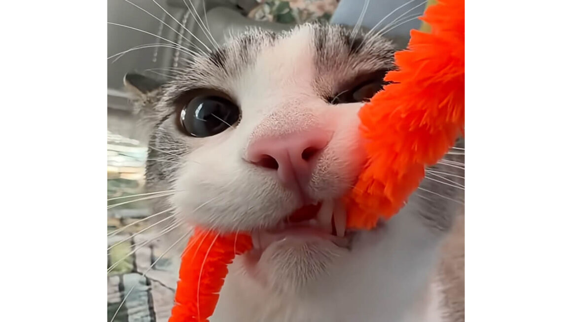 「絶対に離さない!」おもちゃをくわえた猫さんの顔が本気すぎる