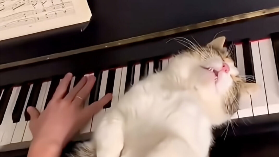 そこ、寝る場所だったの!? ピアノの鍵盤に頭を乗せて眠る猫さん