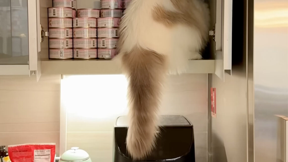 「これ私の!」ご飯の袋をくわえて満足げに小走りする猫さん
