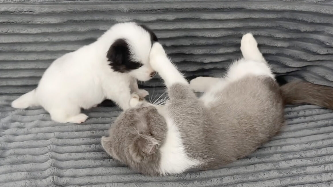 まだ小さいのに頼れる先輩！子犬のお世話をしてあげる子猫さん