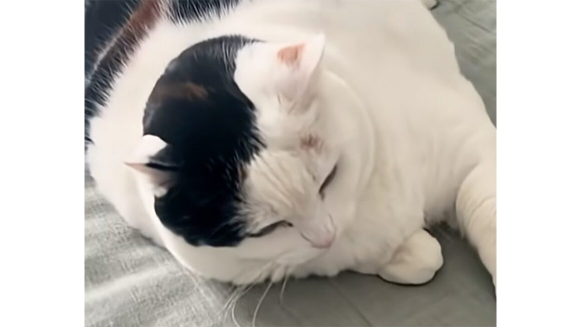 「今なに考えてる?」猫の気持ちが分かるボタンを渡してみたら、返事が自由すぎた