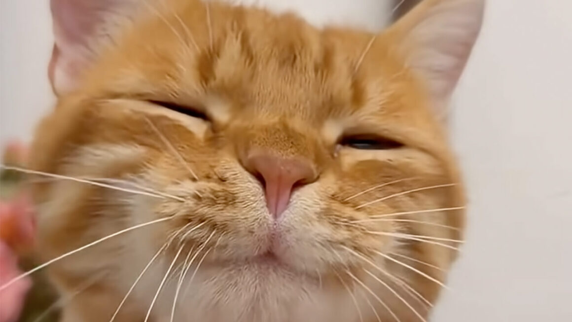 幸せが顔に出すぎ♡ アゴをなでられて表情がとろける猫さん