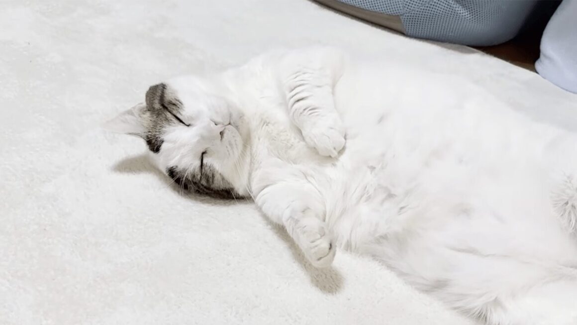 ぬくぬく育った猫さん、寝相から野生の気配が完全に消える