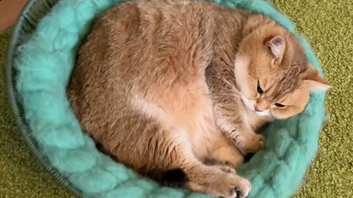 「今は静かにまったりニャ」お気に入りのベッドでウトウトする猫さん